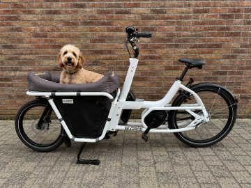 Voorbeeld met hond